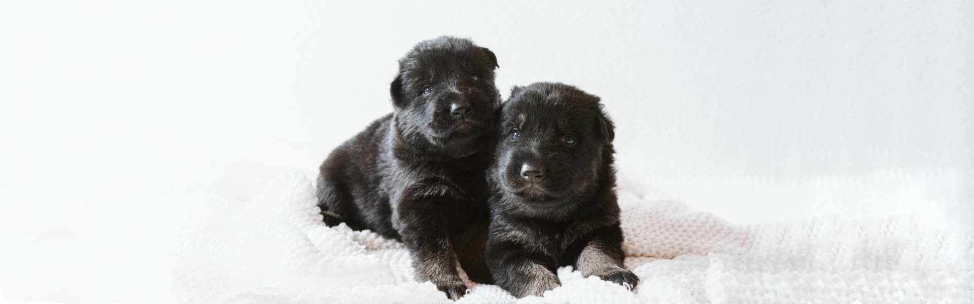 cuccioli-neri-ilpastoretedesco